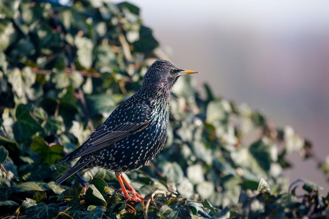 Trynidad i Tobago (3)