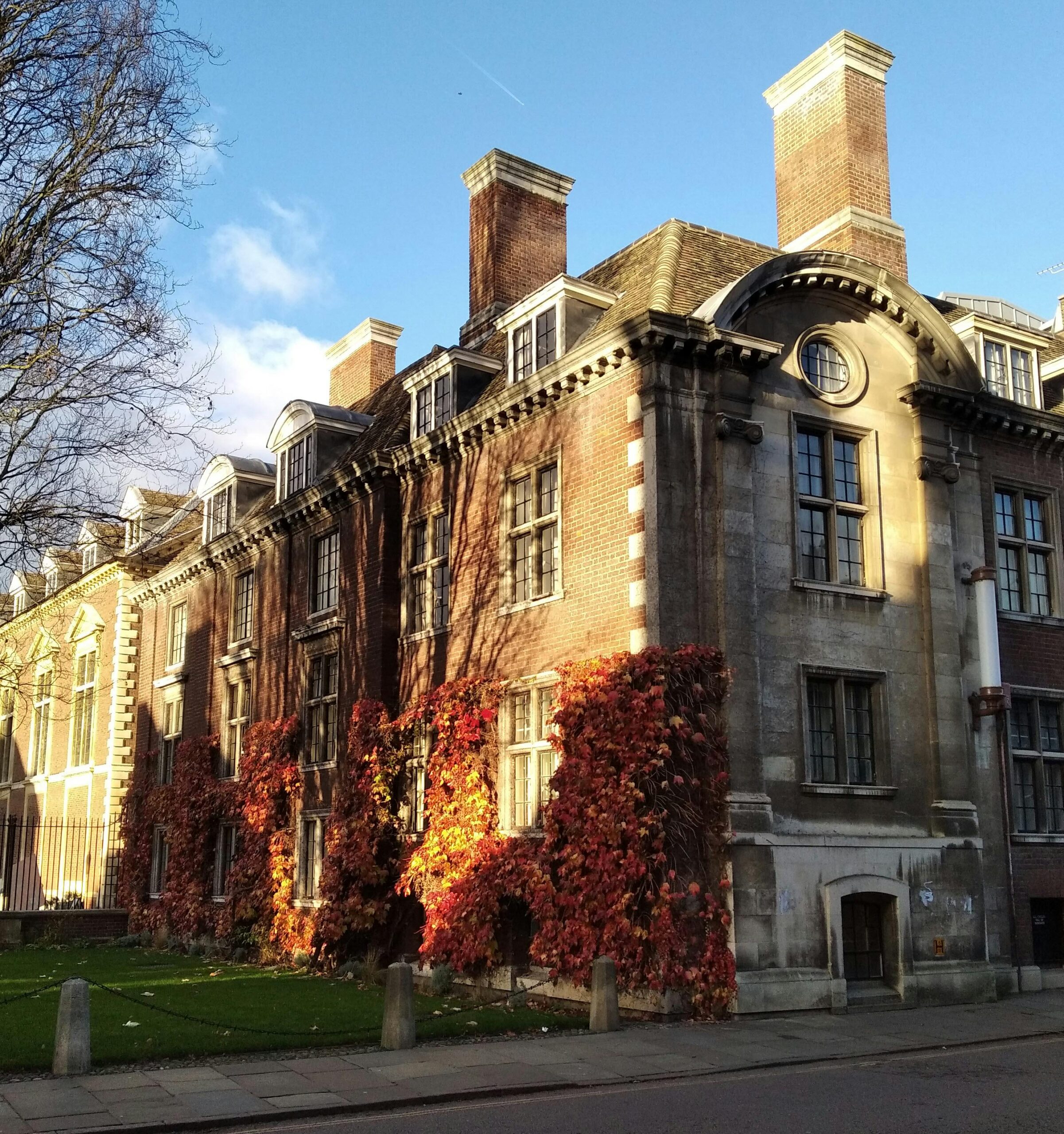 Piękny, pokryty bluszczem budynek w Cambridge w Wielkiej Brytanii, jesienią z żywymi jesiennymi liśćmi.