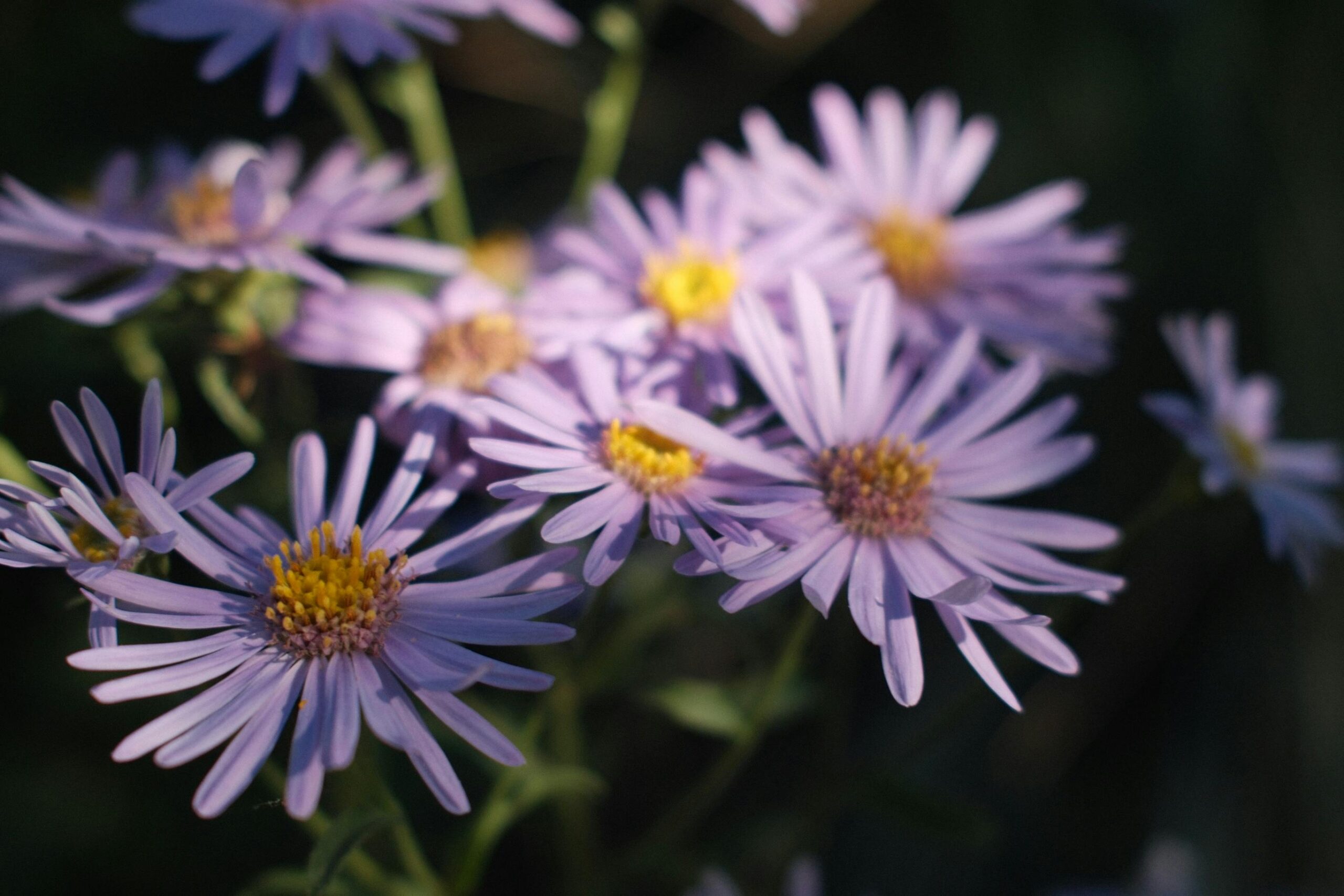 Piękne zbliżenie fioletowych kwiatów asteru w pełnym rozkwicie, ukazujących delikatne płatki i żywe kolory.