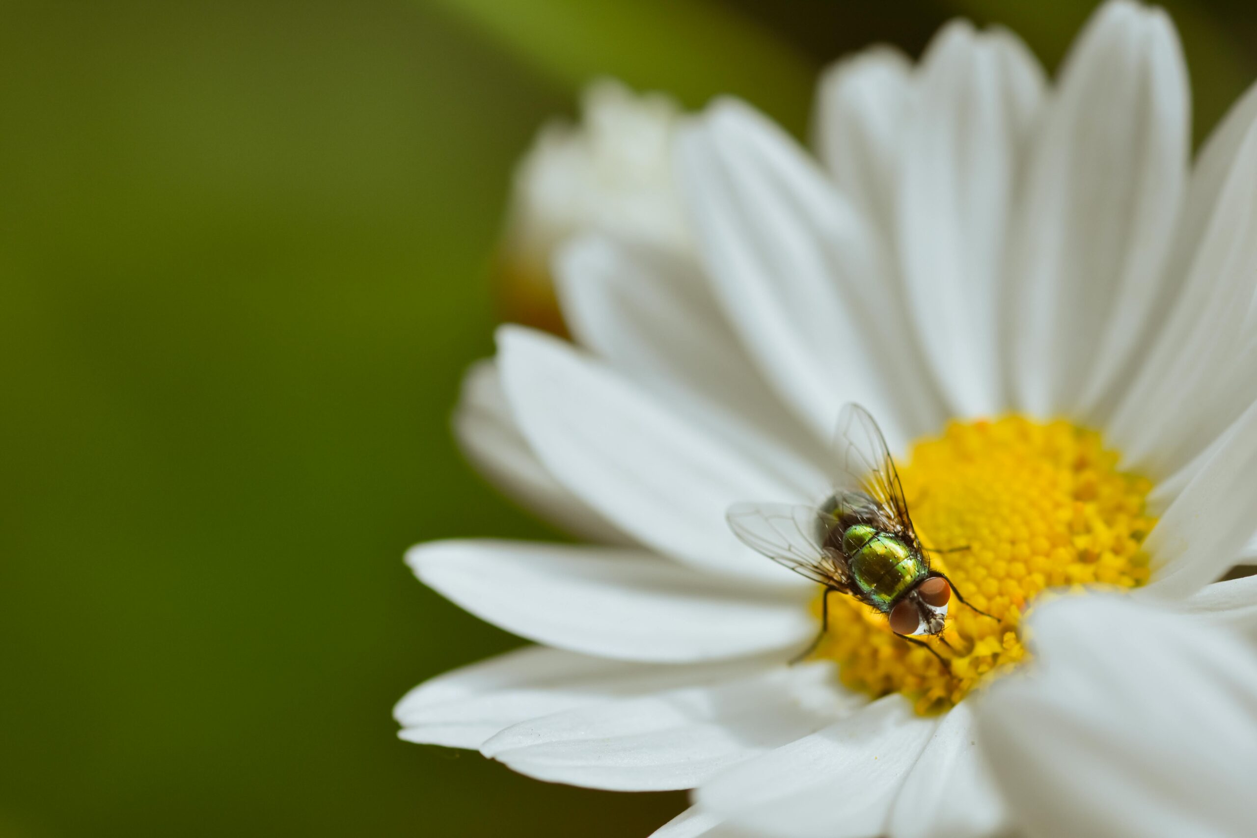 Zbliżenie muchy spoczywającej na tętniącej życiem stokrotce piwonie z żółtym środkiem.