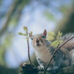 Ciekawa szara wiewiórka siedząca na gałęzi drzewa otoczona świeżymi wiosennymi liśćmi.