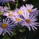 Taras widokowy Sky Garden: Perła w Koronie Londyńskiego Nieba Piękne zbliżenie fioletowych kwiatów asteru w pełnym rozkwicie, ukazujących delikatne płatki i żywe kolory.