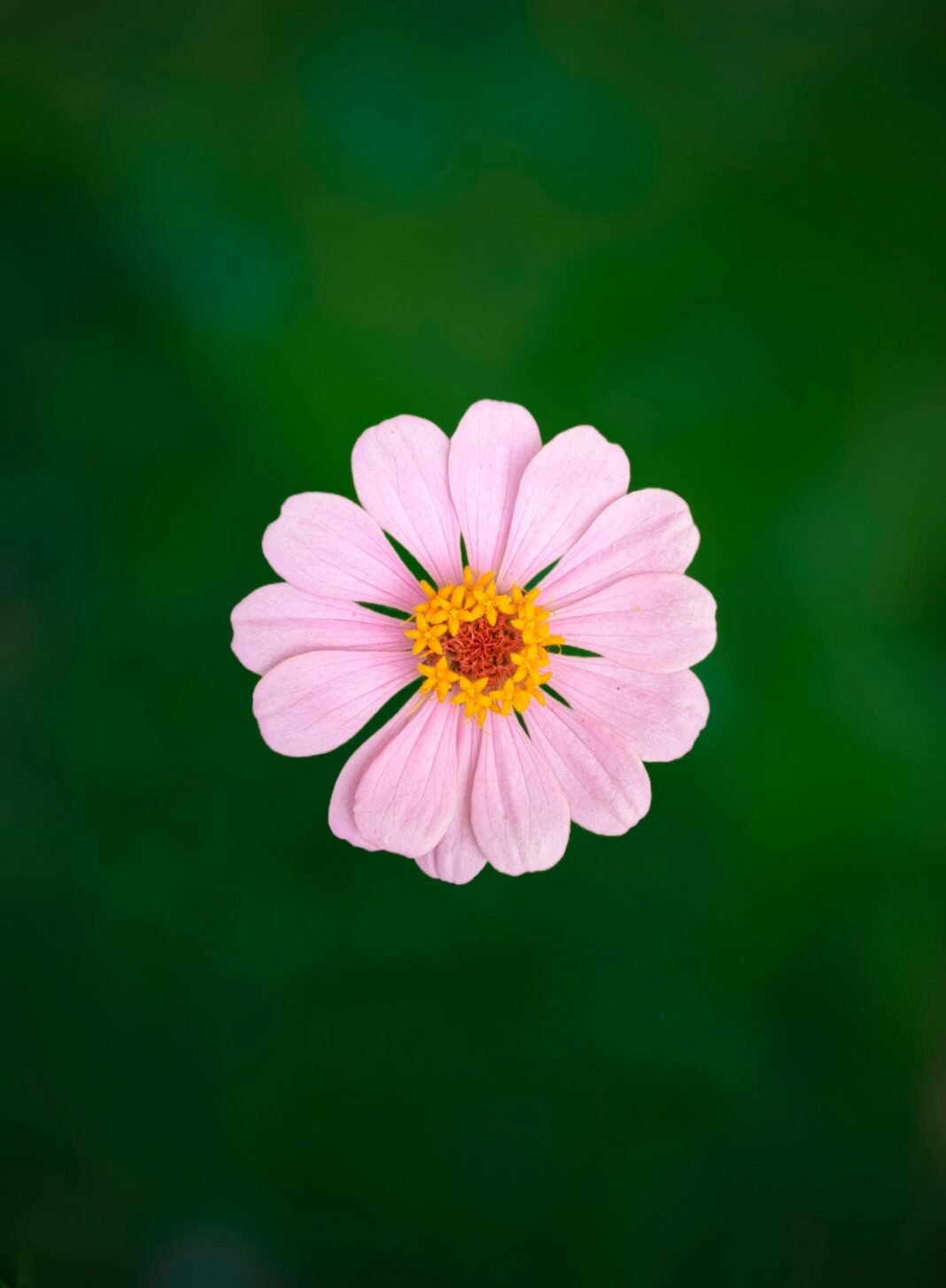 anglia Zbliżenie różowego stokrotki na zielonym tle, podkreślające naturalne piękno.