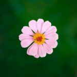 Zbliżenie różowego stokrotki na zielonym tle, podkreślające naturalne piękno.