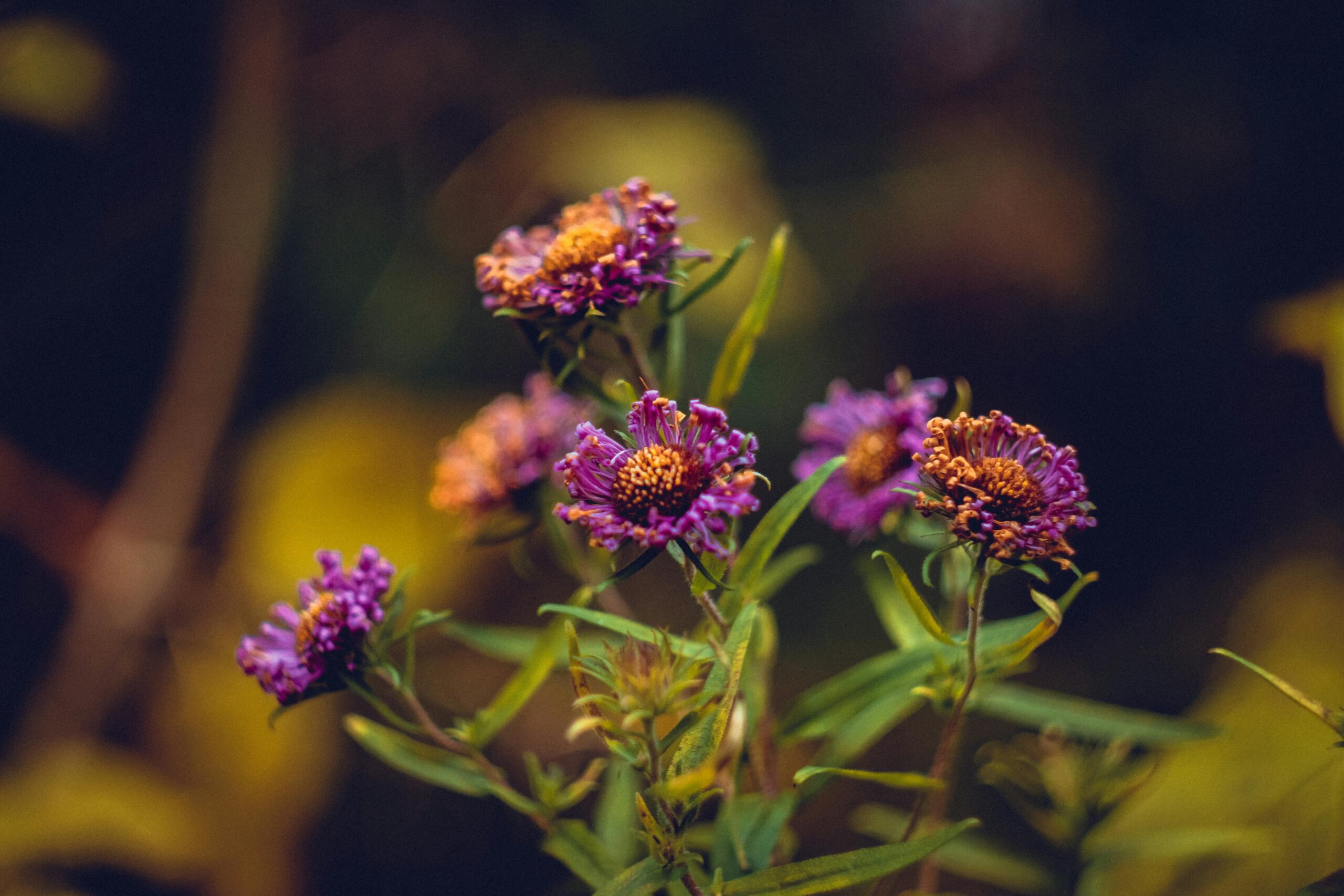 Zbliżenie żywych fioletowych kwiatów kwitnących latem na nasłonecznionej łące.