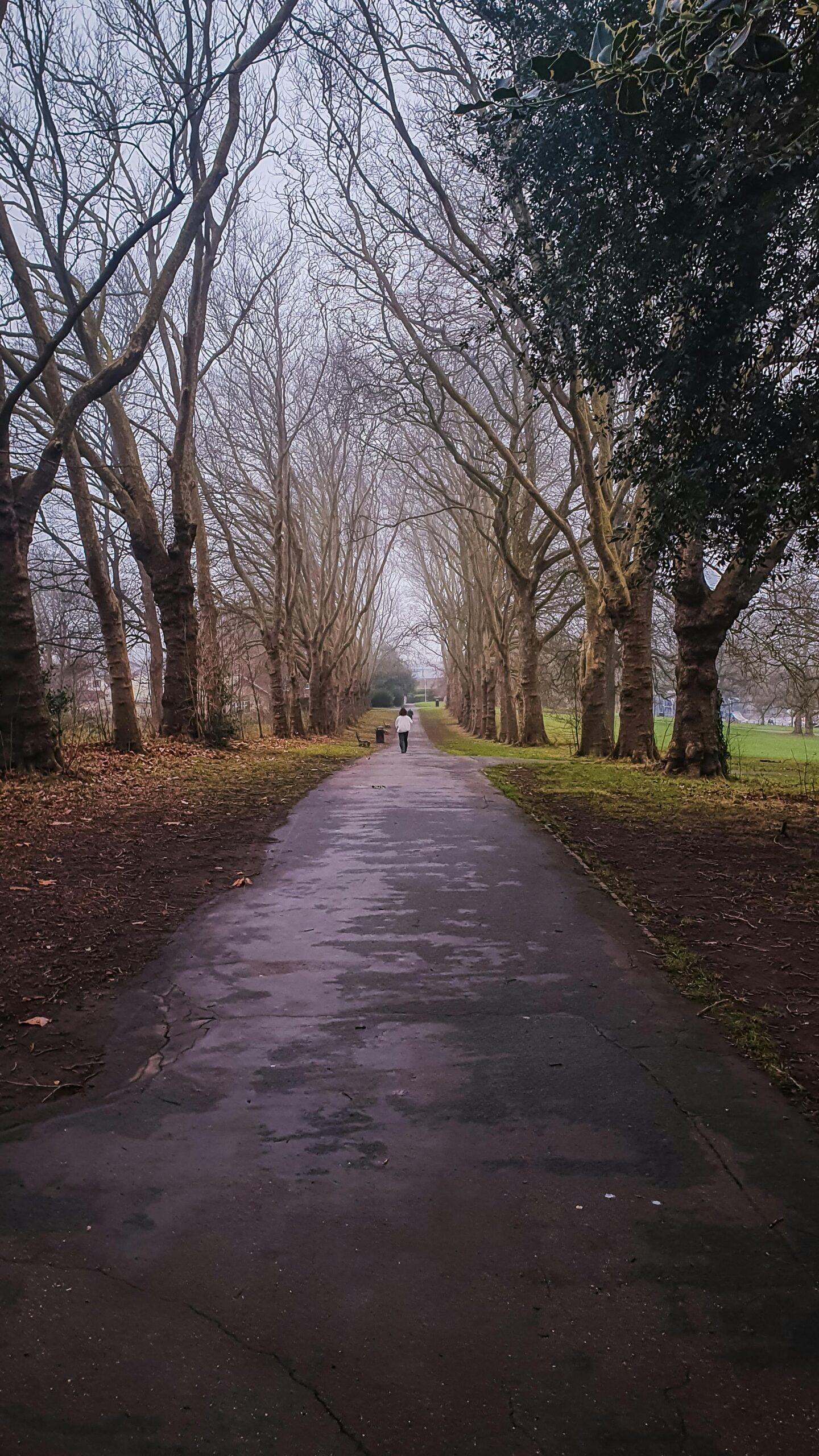 Cicha ścieżka wśród bezlistnych drzew w Bristolu, idealna na spokojny spacer.