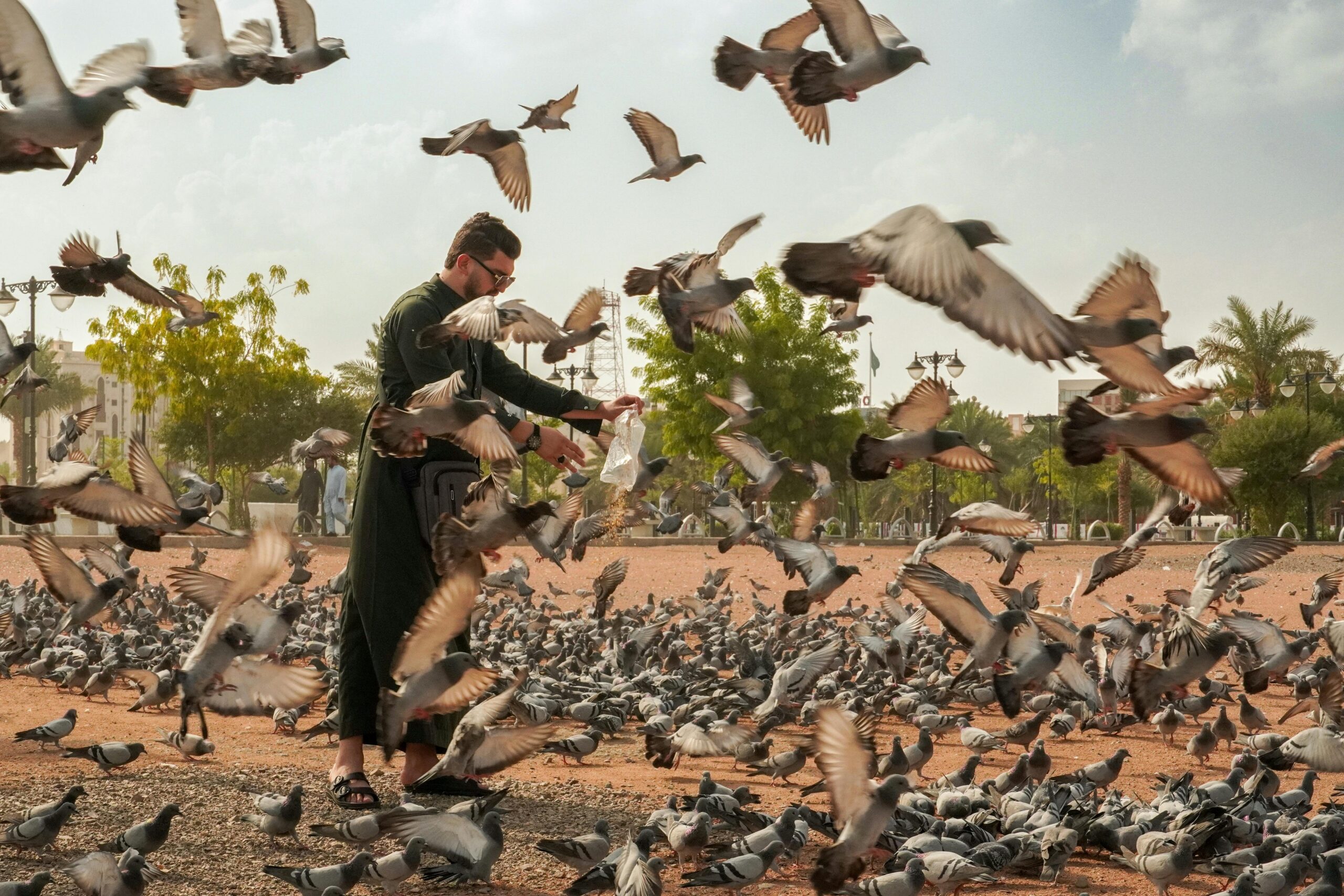 Mężczyzna karmiący gołębie na tętniącym życiem placu publicznym w Medynie w Arabii Saudyjskiej.