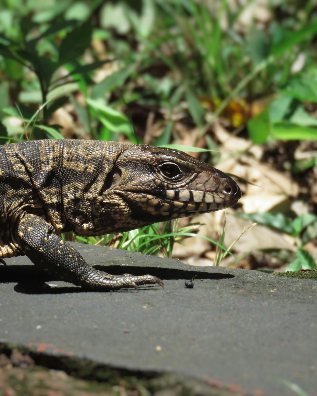 argentyna Szczegółowy widok jaszczurki wygrzewającej się na kamieniu w Misiones, bujnej przyrodzie Argentyny.