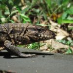 Szczegółowy widok jaszczurki wygrzewającej się na kamieniu w Misiones, bujnej przyrodzie Argentyny.