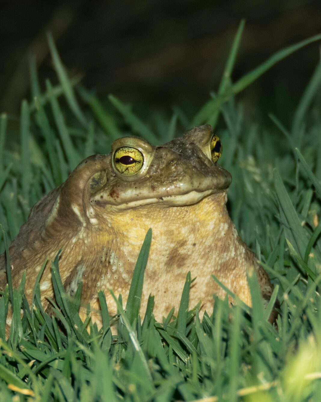 argentyna Szczegółowe nocne zbliżenie żaby odpoczywającej w trawie, przedstawiające nocną przyrodę.