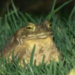 Tilcara – Odkryj Archeologiczne Skarby Argentyny Szczegółowe nocne zbliżenie żaby odpoczywającej w trawie, przedstawiające nocną przyrodę.
