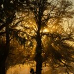 Światło zachodu słońca przenika przez pokryte śniegiem drzewa w spokojnym zimowym lesie w Argentynie.