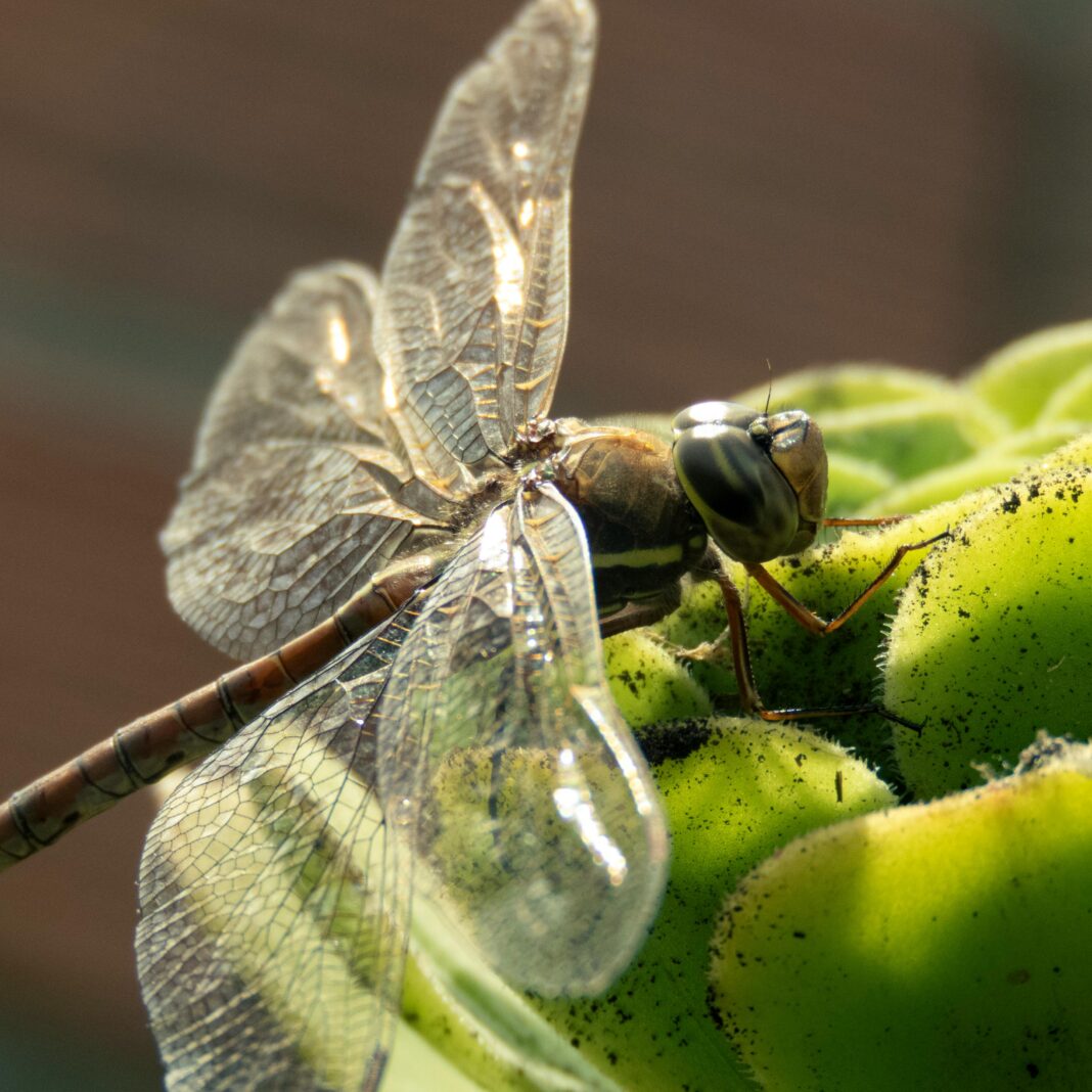 argentyna Szczegółowe zdjęcie makro ważki siedzącej na zielonej roślinie, ukazujące jej misterne skrzydła i naturalne piękno.