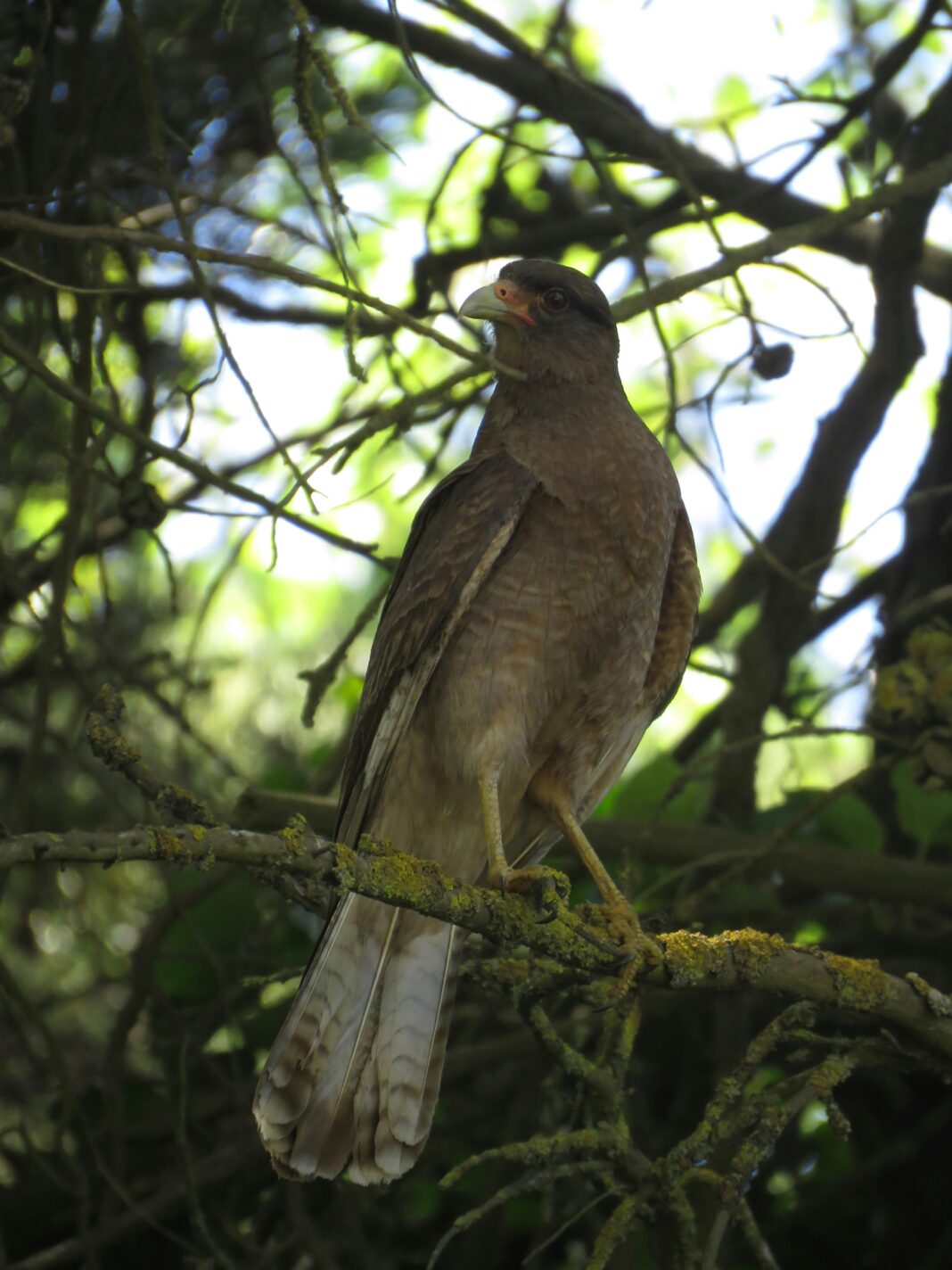 argentyna Elegancki ptak drapieżny siedzący na gałęzi drzewa w lesie Mar Chiquita w Argentynie.