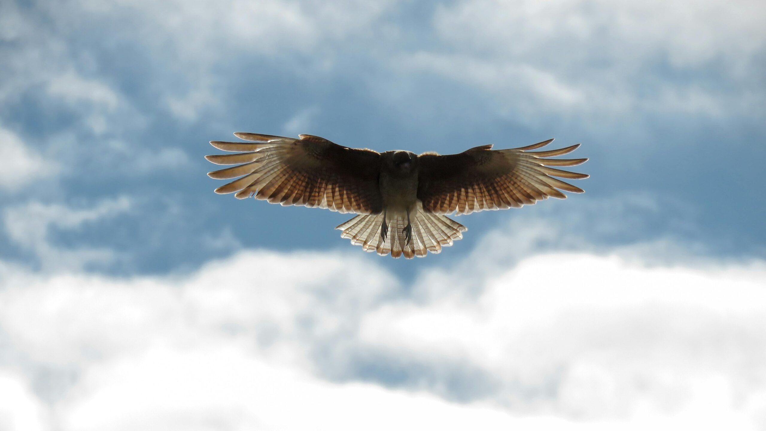 Oszałamiające ujęcie raptora szybującego z wdziękiem na tle błękitnego nieba z chmurami.