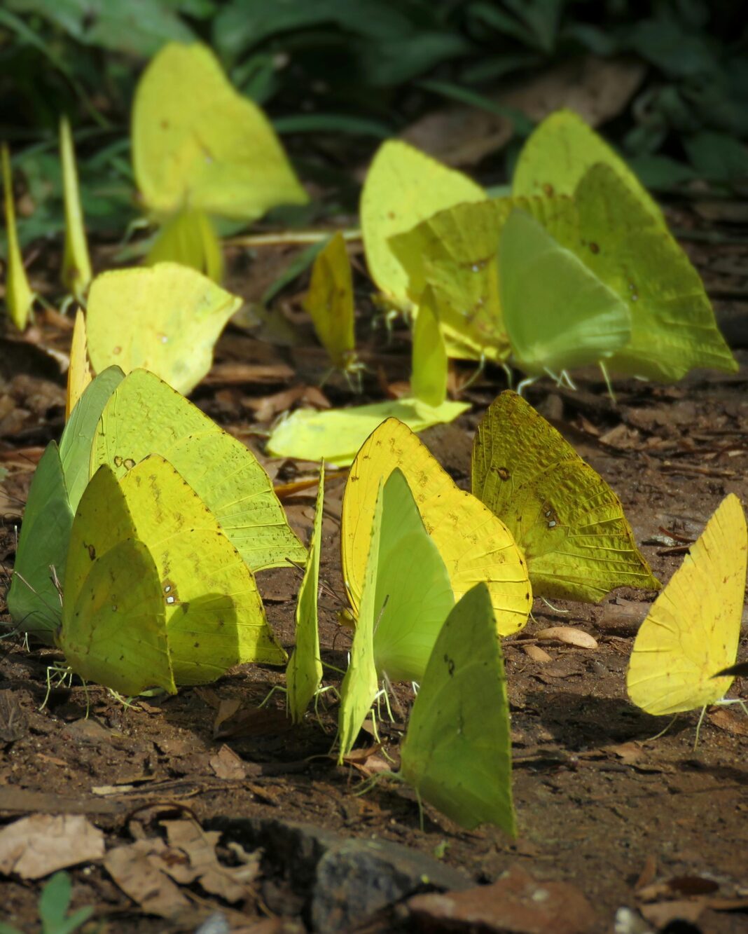 Darmowe zdjęcie stockowe zwierząt, karmienie motyla, skrzydło motyla