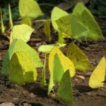Darmowe zdjęcie stockowe zwierząt, karmienie motyla, skrzydło motyla