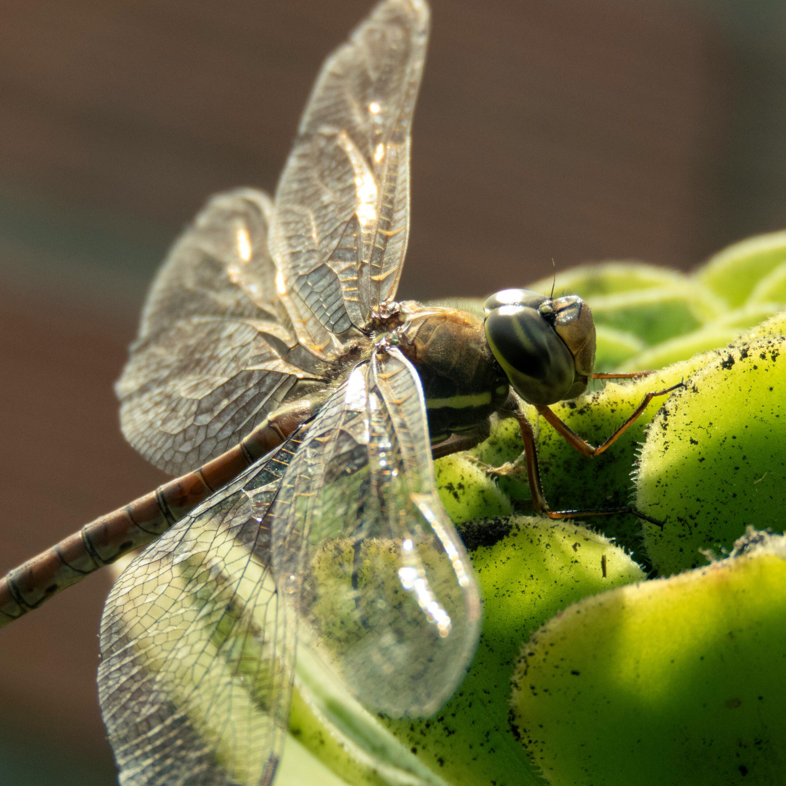 Szczegółowe zdjęcie makro ważki siedzącej na zielonej roślinie, ukazujące jej misterne skrzydła i naturalne piękno.