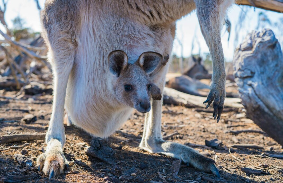 australia Zbliżenie kangura z Joeyem w Melbourne w Australii, fotografującego dziką przyrodę w jej naturalnym środowisku.