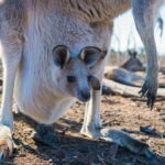 Zbliżenie kangura z Joeyem w Melbourne w Australii, fotografującego dziką przyrodę w jej naturalnym środowisku.