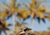 Dwie kookaburry siedzące na znaku z palmami w tle, uchwyciły esencję dzikiej przyrody QLD.