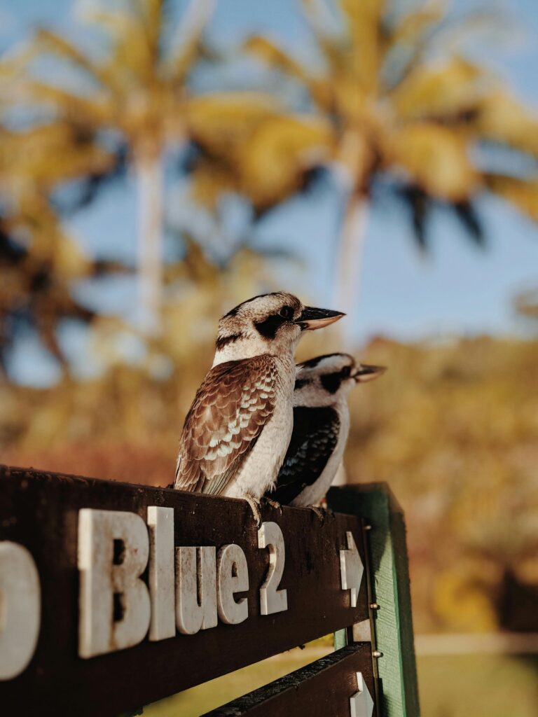Dwie kookaburry siedzące na znaku z palmami w tle, uchwyciły esencję dzikiej przyrody QLD.