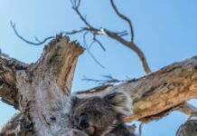 Safari w Australii – spotkanie z dziką naturą Słodka koala śpi na drzewie eukaliptusowym w Melbourne w Australii.