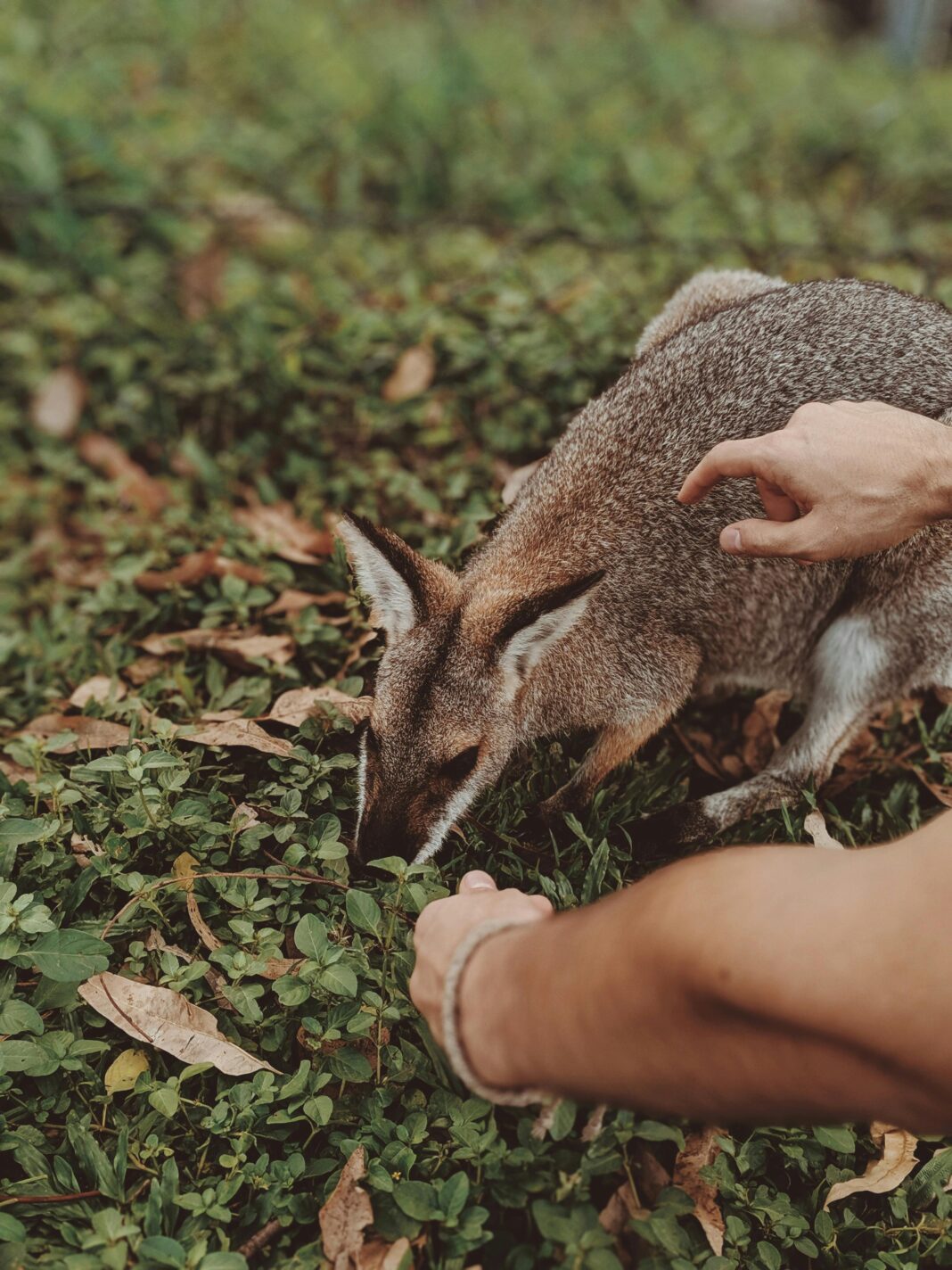 australia Młody wallaby eksplorujący i żerujący na zielonych roślinach w kieszeni drzewa figowego w Australii.