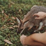 Blue Mountains – przewodnik po górach niebieskiej mgły Młody wallaby eksplorujący i żerujący na zielonych roślinach w kieszeni drzewa figowego w Australii.