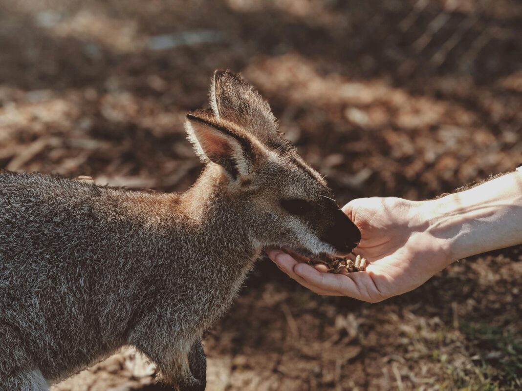 Młody wallaby karmiony ręcznie w słońcu w Lone Pine Koala Sanctuary w Australii.