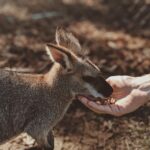 Młody wallaby karmiony ręcznie w słońcu w Lone Pine Koala Sanctuary w Australii.