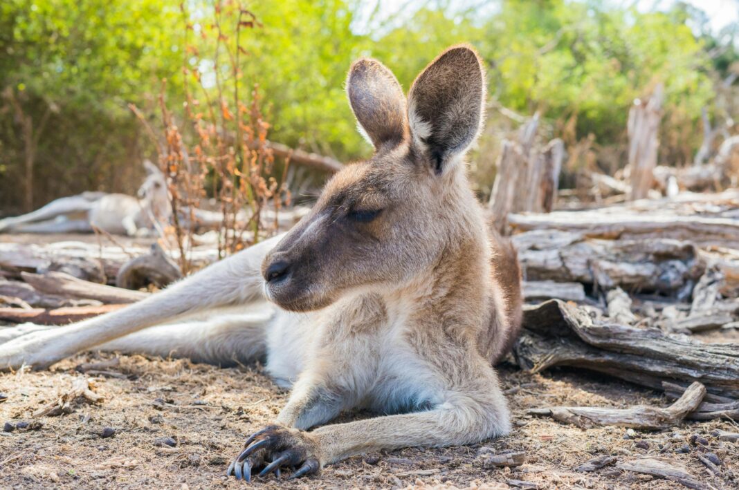 Zbliżenie kangura odpoczywającego na ziemi w naturalnym środowisku Australii.