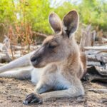 Zbliżenie kangura odpoczywającego na ziemi w naturalnym środowisku Australii.