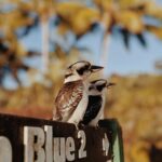Najciekawsze mosty i tunele w Australii Dwie kookaburry siedzące na znaku z palmami w tle, uchwyciły esencję dzikiej przyrody QLD.