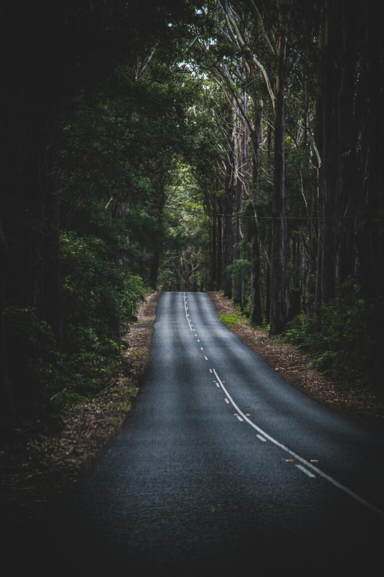 Mglista droga wijąca się przez gęsty las w Springbrook, QLD, Australia.