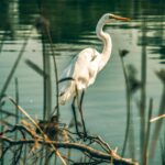 Spokojna scena czapli białej nad wodą, ukazująca esencję spokoju natury.