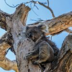 Słodka koala śpi na drzewie eukaliptusowym w Melbourne w Australii. 