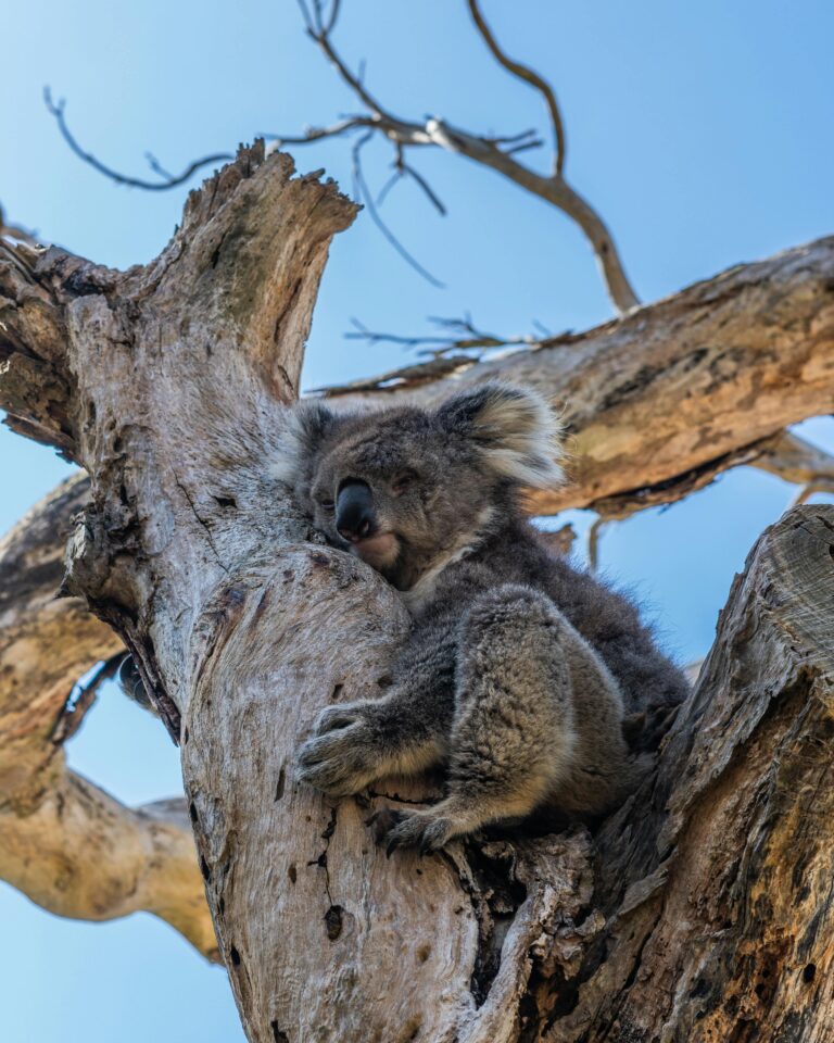 Słodka koala śpi na drzewie eukaliptusowym w Melbourne w Australii.