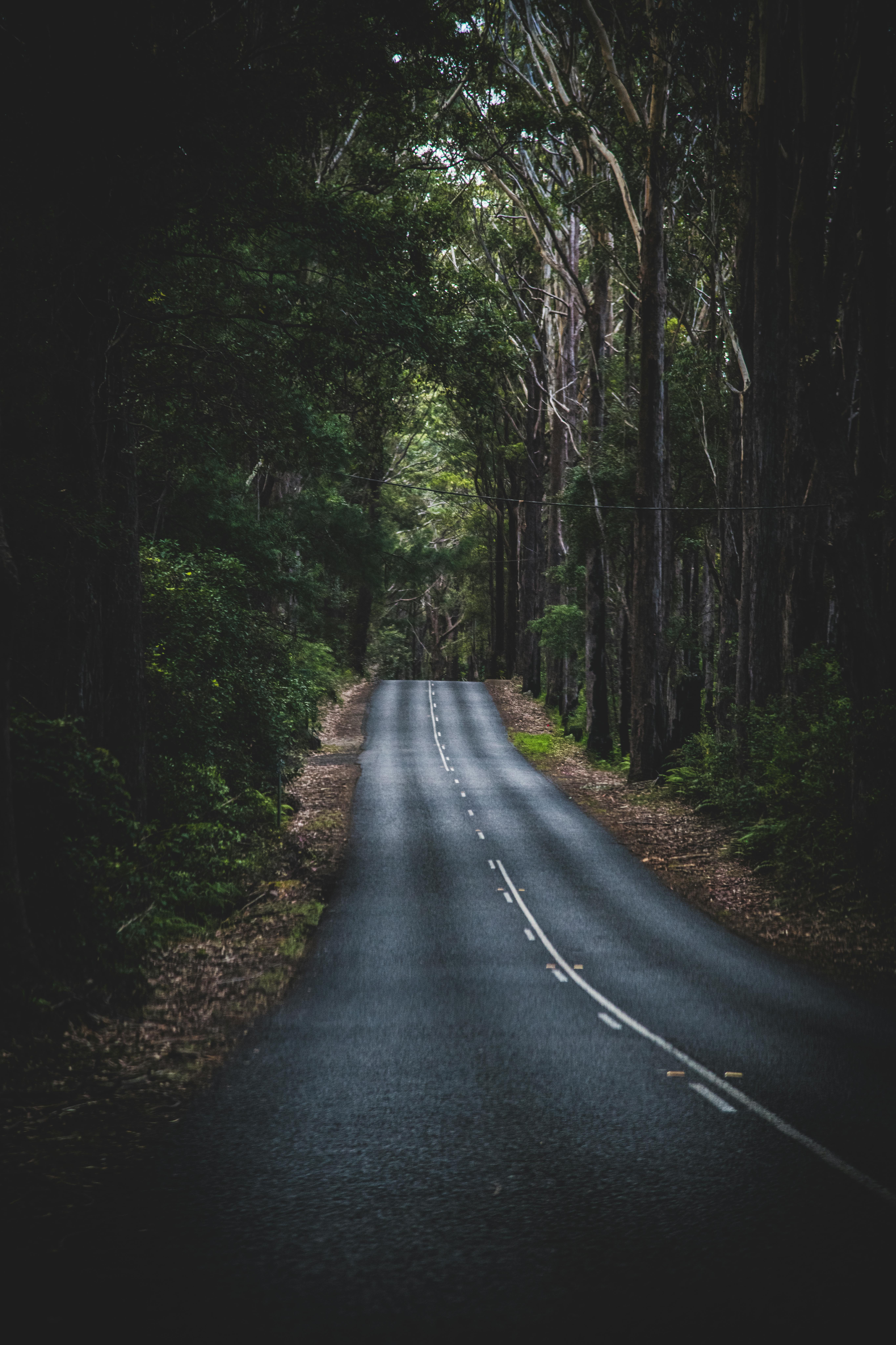 Mglista droga wijąca się przez gęsty las w Springbrook, QLD, Australia.