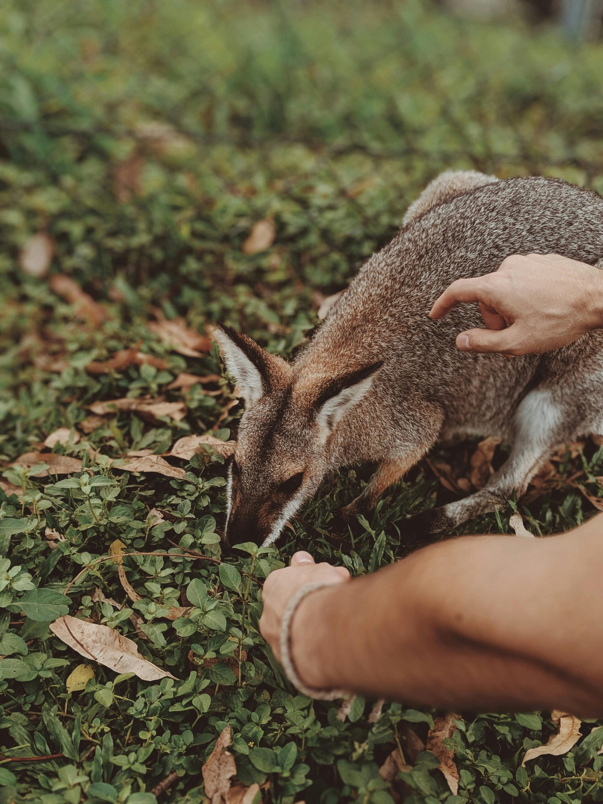 Młody wallaby eksplorujący i żerujący na zielonych roślinach w kieszeni drzewa figowego w Australii.