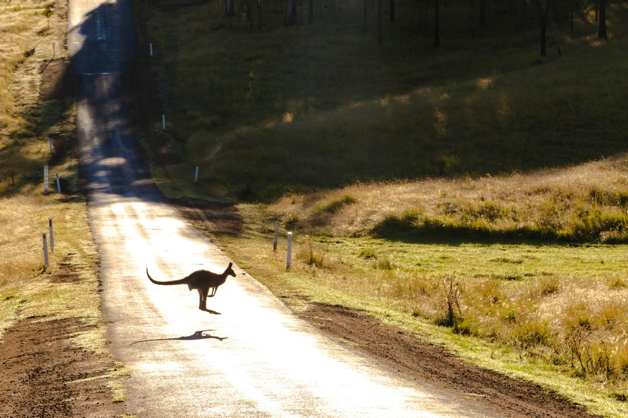 Kangur przecinający nieutwardzoną drogę w Australii, ukazujący spokojną przyrodę i naturalny krajobraz.