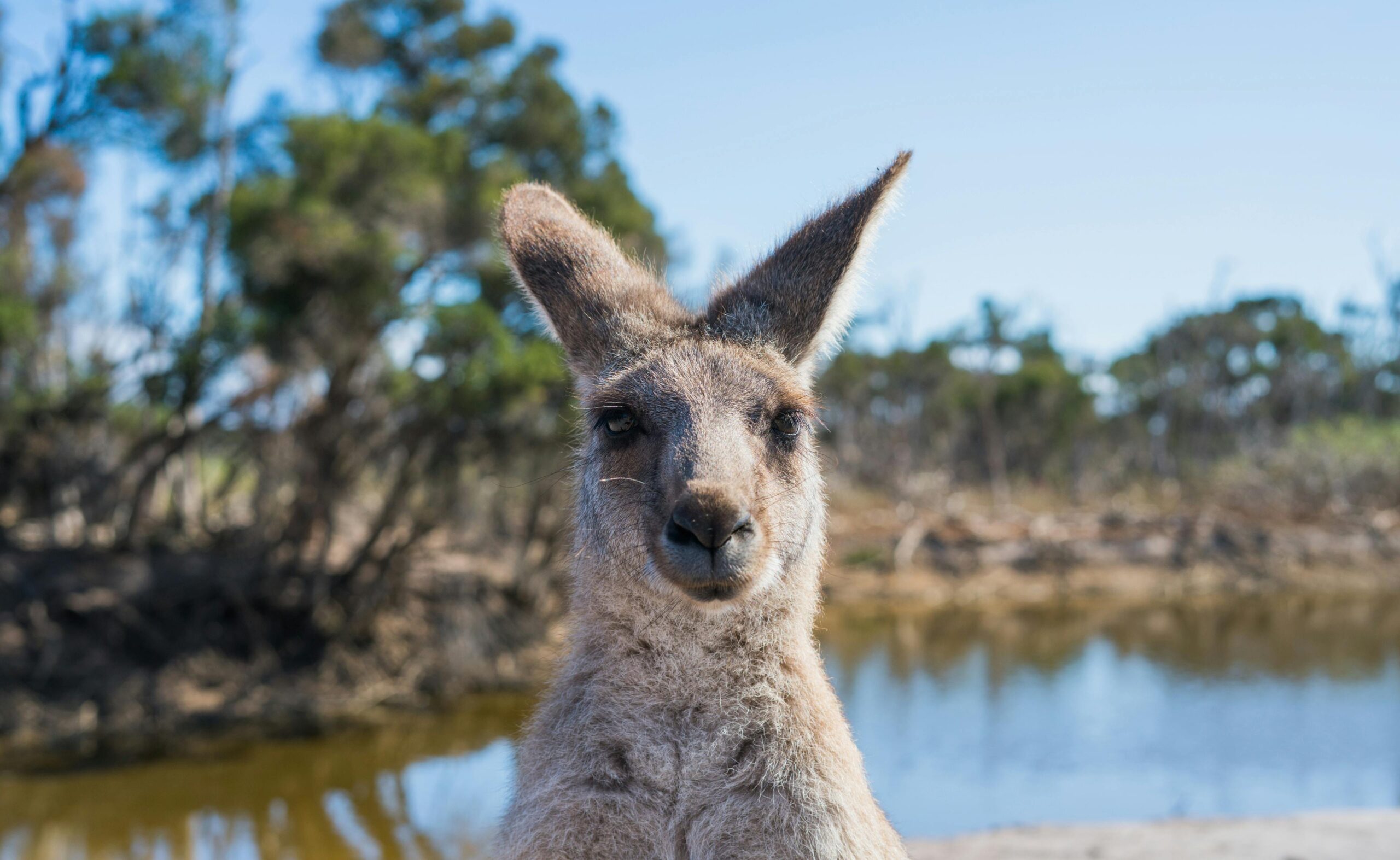 Portret kangura nad stawem w Melbourne, przedstawiający dziką przyrodę Australii.