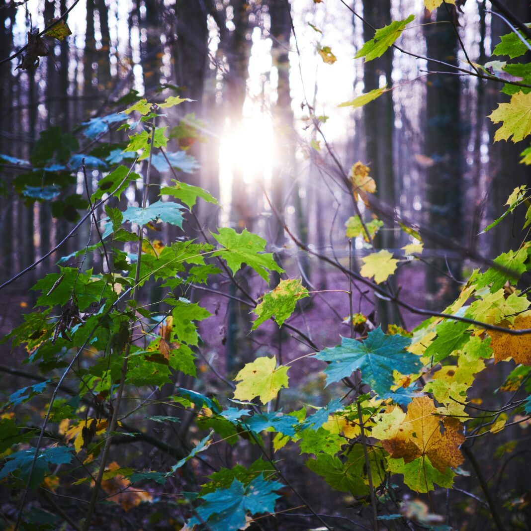 belgia Darmowe zdjęcie stockowe jesiennej atmosfery, jesienny liść, jesienne liście