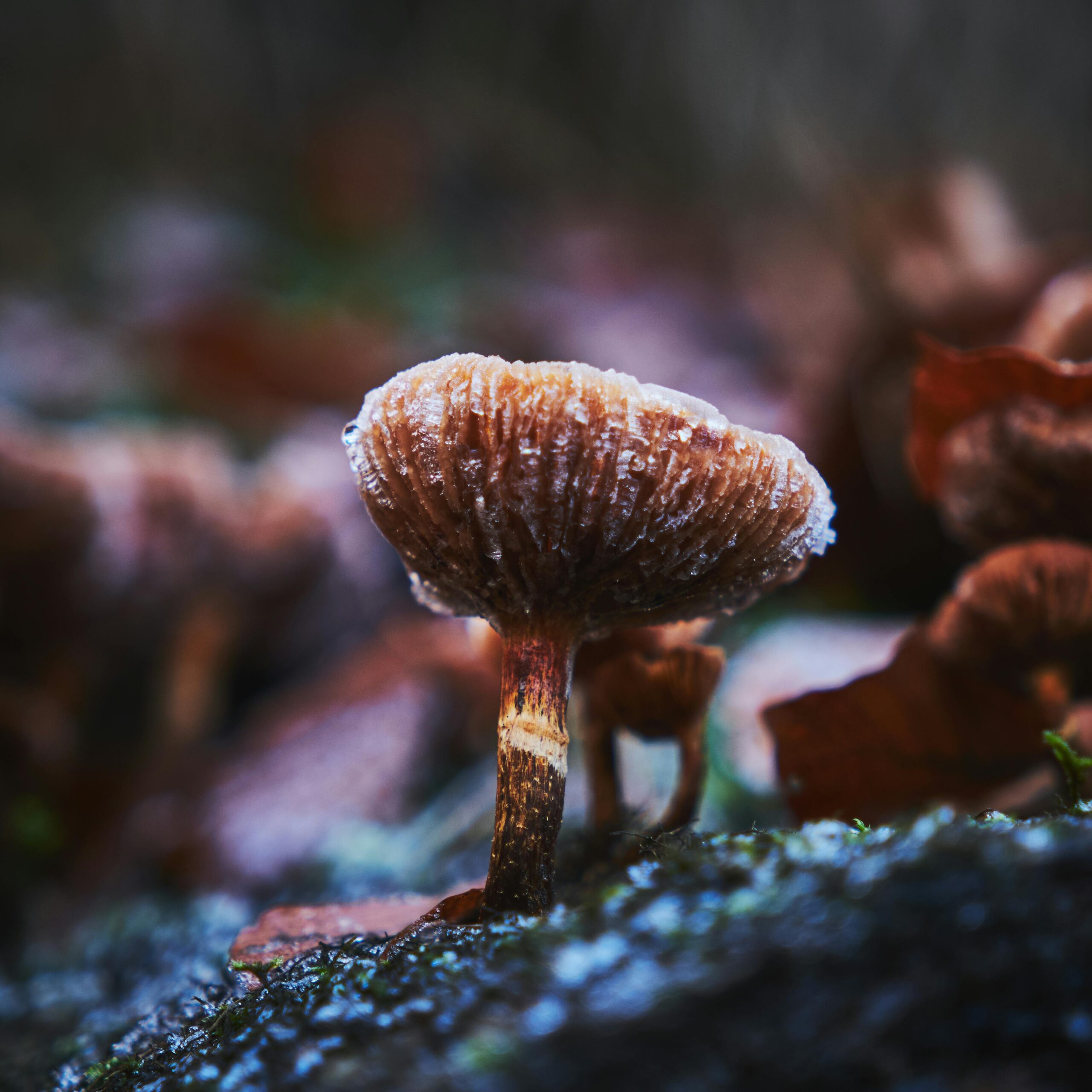 Darmowe zdjęcie stockowe belgia, rozmyte tło, bokeh