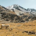 Zaginiona cywilizacja w sercu dżungli – Park Noel Kempff Mercado Alpaki pasące się w malowniczych górach Condoriri w Boliwii, z ośnieżonymi szczytami w tle.