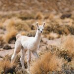 Urocza młoda lama stojąca pośród suchego boliwijskiego pustynnego krajobrazu z suchymi trawami.