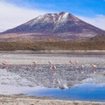 Różowe flamingi brodzące w odblaskowej lagunie z górami andyjskimi w Potosí w Boliwii.