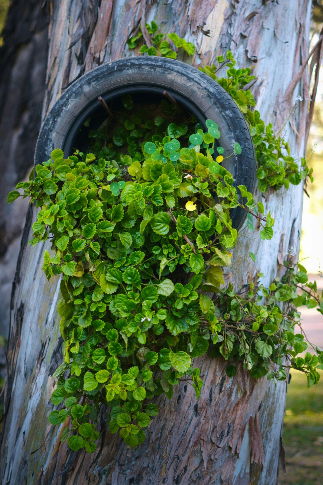 Bujne zielone liście wyrastające z przetworzonej opony przymocowanej do drzewa w Boliwii.