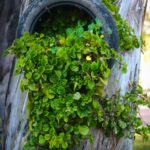 Bujne zielone liście wyrastające z przetworzonej opony przymocowanej do drzewa w Boliwii.