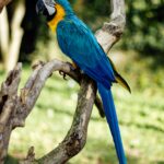 Oszałamiająca ara niebieskogardła siedząca na gałęzi w bujnym otoczeniu na świeżym powietrzu.